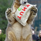 Image for article titled Knut To Stay In Berlin Zoo • Drunk Badger Disrupts Traffic
